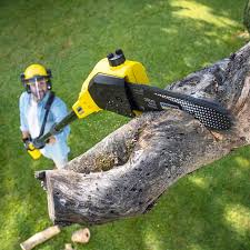 Best Tree Trimming and Pruning  in Mill Neck, NY