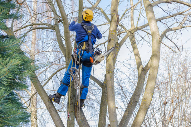 How Our Tree Care Process Works  in  Mill Neck, NY