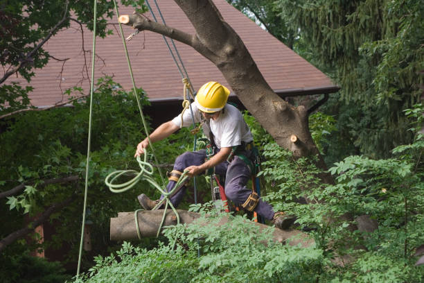 Best Seasonal Cleanup (Spring/Fall)  in Mill Neck, NY