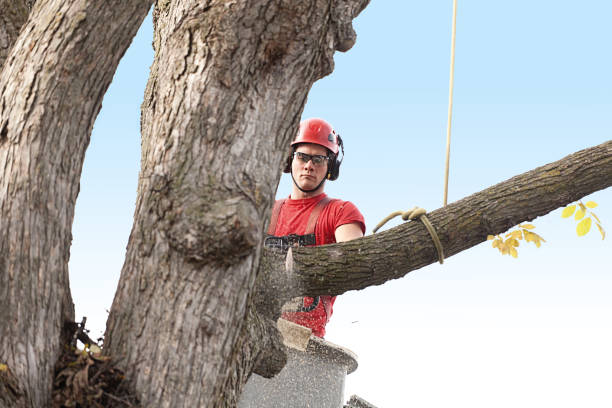 Best Root Management and Removal  in Mill Neck, NY
